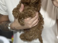 2,5 aylık orjinal toy poodle