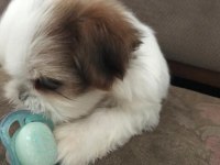 Çok tatlı shih tzu