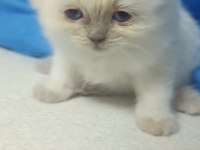 Blue point boncuk gözlü scottish fold