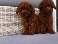 Toy Poodle Yavruları