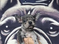 TR’NİN EN BÜYÜK FRENCH BULLDOG ÇİFTLİĞİNDEN