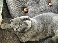 Scottish fold oğlumuz Duman için eş arıyoruz