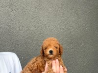 Sevimli poodle dostlarımız yeni yuvasını arıyor
