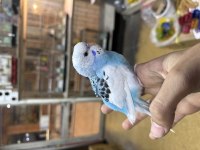 YAVRU RENK GÜZELİ EVCİL MUHABBET KUŞU