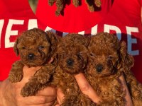 TEACUP BOY KOREAKAN TOY POODLE BEBEKLER KG GARANTİLİ