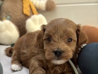 KIZIL MALTİPOO YAVRULARI
