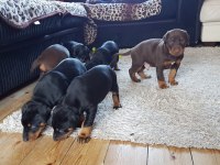 PREMIUM DOBERMAN YAVRULARI