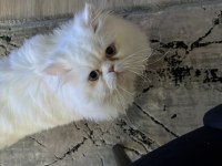 Çiftleştirme persian