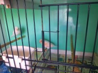 2 ERKEK 1 DİŞİ AL MOZAİK 1 DİŞİ LİPOGRAM KANARYA 3 KATLI