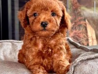 Toy poodle red brown