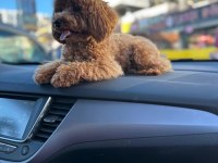 KORE TOY POODLE KÖPEĞİ