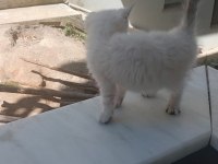 Erkek Yavru Kedimiz