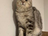 Beş aylık british shorthair erkek