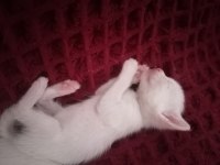 Onunla beraber büyüyeceğiniz minnak bir Van kedisi