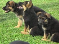 Ruhsatlı Resmi İşletmeden Taksit Avantajıyla K9 Alman Kurdu