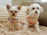Teacup en minik boy yorkshire terrier