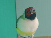 Goldun finch