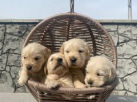 Baby face golden retriever