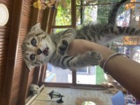 yavru kedilerimize yeni yuva