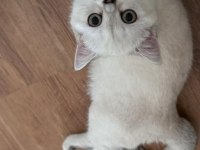 4 aylık british shorthair bütün malzemeleri ile verilecek