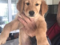 2,5 aylık golden retriever kızımız yeni ailesini arıyor