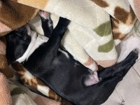 5 AYLIK FRANSIZ BULLDOG ERKEK