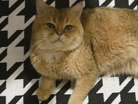 GOLDEN SHADED KEDİMİZ