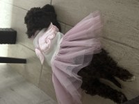 Poodle 5 aylık erkek