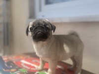 Pug 2 aylık