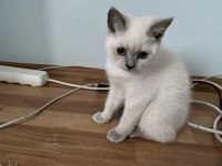 Gümüş British Shorthair