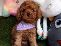 Safkan Toy Poodle Bebekler