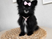 TÜRKİYE'DE BULUNAN EN MİNİK POMERANİAN 1.120 KİLOGRAM