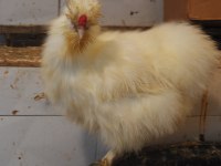 HOLLANDA HABEŞ KULUÇKALIK YUMURTA & CİVCİV