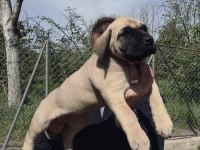 PRESA CANARIO YAVRU FCI/KIF A SCR