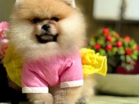 BAL GİBİ DIŞI POMERANİAN BOO