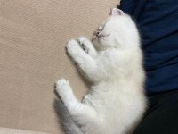 British Shorthair 2 Aylık Erkek