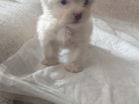 Orjinal Maltese Terrier Bebekler
