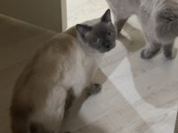 Blue Point British Shorthair
