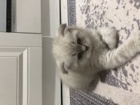 2,5 aylık yavru scottish fold