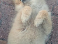 4 aylık pomeranian