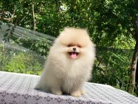 4 aylık dişi ayı surat garantili pomeranian