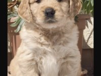 Golden Retriever Cinsi Köpeğimiz