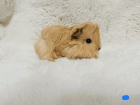 Guinea Pig Bebeklerimiz