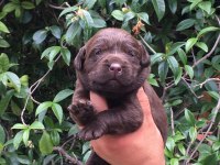 Labrador yavrular