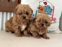 Yasal ruhsatlı çiftlikde ziyarete açık maltipoo yavrular