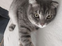 Scottish fold oğlumuzu sahiplendiriyoruz