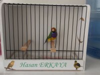 Erkek Goldian Finch
