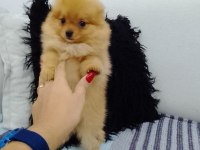 POMERANİAN BOO YAVRULAR