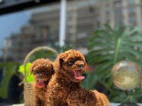 LİTTLEPAWSTAN EN ÖZEL RENK VE BOYUT TOY POODLE BEBEKLER