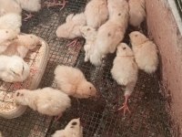 Yeni Çıkım Etlik Teksas Bıldırcın Yavruları
